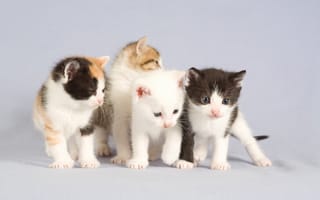 Картинка Маленькие милые котята на сером фоне