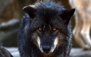 Картинка Большой черный волк с желтыми глазами