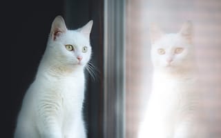 Картинка Красивый белый кот отражается в окне