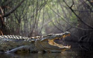 Картинка Большой крокодил с открытой пастью в воде