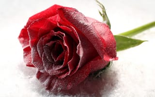 Обои Покрытая инеем роза на снегу