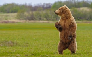 Картинка Большой бурый медведь на зеленой траве