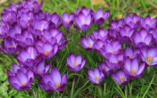 Картинка сиреневые нежные весенние цветы, Крокусы