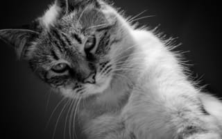 Картинка Красивый кот черно -белое фото