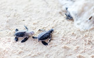 Картинка Новорожденные черепахи на песке