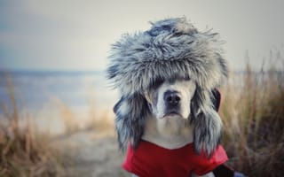 Картинка Охотничья собака в теплой шапке