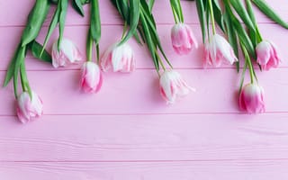 Картинка Букет розовых тюльпанов на розовом фоне