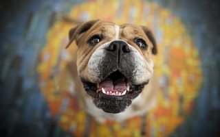 Картинка Довольная морда собаки породы боксер