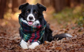 Картинка Собака породы бордер колли с шарфом лежит на сухой траве