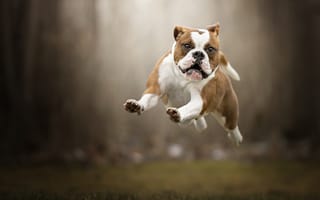 Картинка Довольный породистый пес бежит по траве