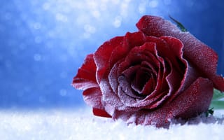 Обои Покрытая инеем роза на снегу на голубом фоне