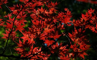 Картинка Красные листья на дереве осенью
