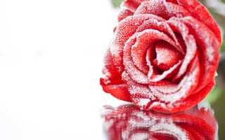 Картинка Покрытая инеем красная роза отражается в поверхности