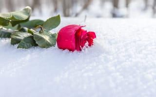 Картинка Розовая роза на снегу