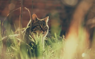 Картинка Недовольный серый кот в траве