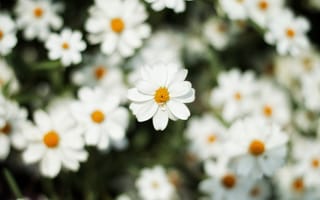 Картинка Белый цветок космеи крупным планом