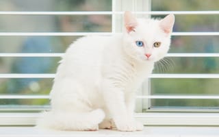 Картинка Белый котенок с разноцветными глазами на окне