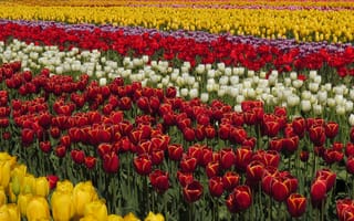 Картинка Красивые разноцветные тюльпаны рядами на поле