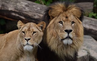 Обои Большие лев и львица в зоопарке