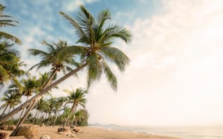 Картинка Зеленые пальмы с камнями на берегу океана летом