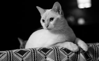 Картинка Белый кот лежит на диване черно белое фото