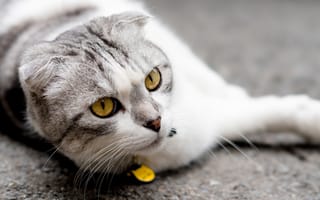Картинка Британский вислоухий кот лежит на асфальте