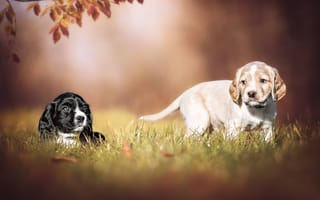 Картинка Два маленьких щенка спаниеля в зеленой траве