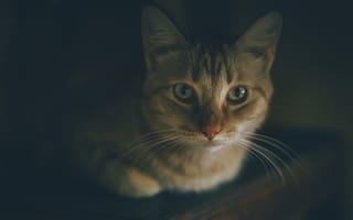 Картинка Красивый рыжий кот фото крупным планом