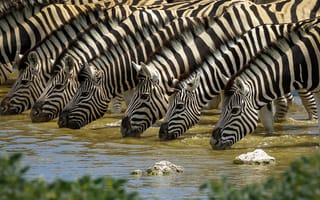 Картинка Полосатые зебры у водопоя летом