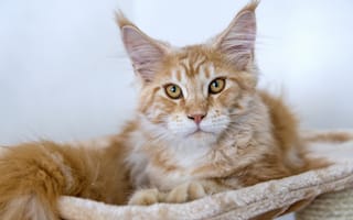 Картинка Пушистый рыжий кот породы мейн кун
