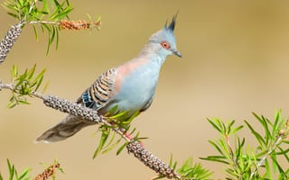 Картинка Хохлатый бронзовокрылый голубь на ветке дерева