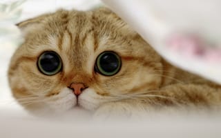 Картинка Шотландский вислоухий кот с большими глазами