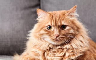 Картинка Большой пушистый рыжий кот