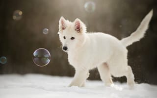 Картинка Белая швейцарская овчарка ловит мыльные пузыри
