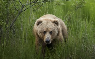 Картинка Большой бурый медведь в зеленой траве