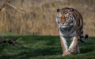 Картинка Большой грозный тигр идет по зеленой траве