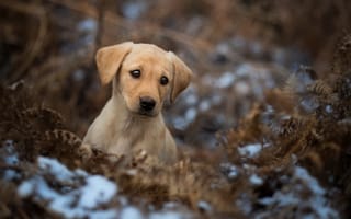 Картинка Грустный щенок золотистого ретривера