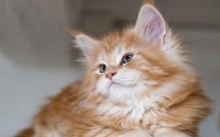 Картинка Красивый пушистый рыжий котенок