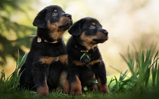 Картинка Два щенка породы Босерон сидят на зеленой траве