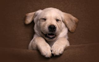 Картинка Довольный спящий щенок золотистого ретривера