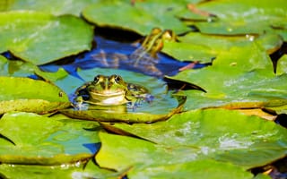 Картинка Лягушка сидит на зеленых листьях в воде