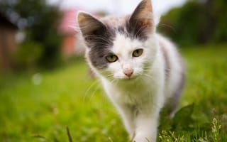 Обои Маленький котенок на зеленой траве
