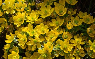 Картинка Желтые цветы морозника крупным планом