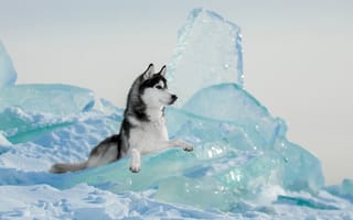 Картинка Собака породы хаски лежит на голубой льдине