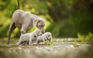 Картинка Собака породы Веймаранер с двумя щенками идут по воде
