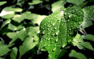 Картинка Капли дождя на зеленых листьях