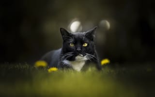 Картинка Красивый черно-белый кот сидит в траве