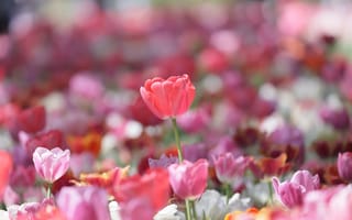 Картинка Красивые нежные розовые тюльпаны в лучах солнца