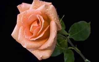 Картинка Оранжевый цветок розы в каплях росы на черном фоне