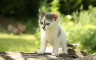 Картинка Милый маленький котенок на деревянной колоде